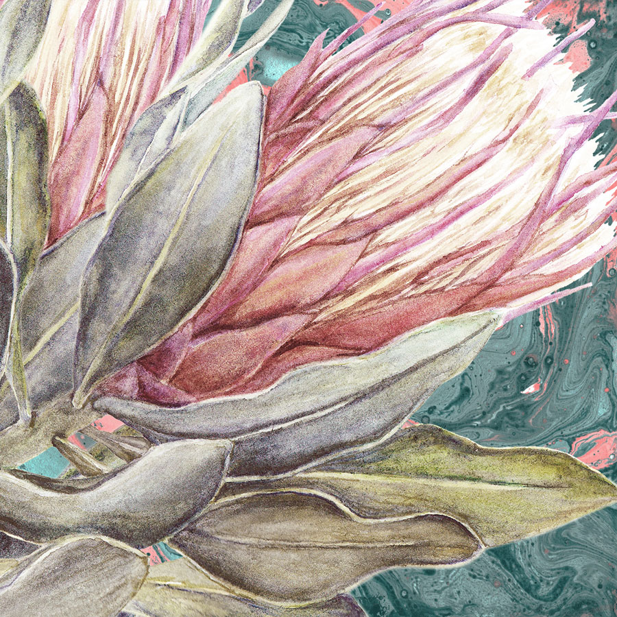 protea-550-x-550